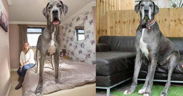 World’s Tallest Dog Is Now The Oldest Living Great Dane (Video)