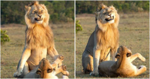 In The Maasai Mara National Reserve, A Lion Was Seen Grinning While Mating with Its Lioness