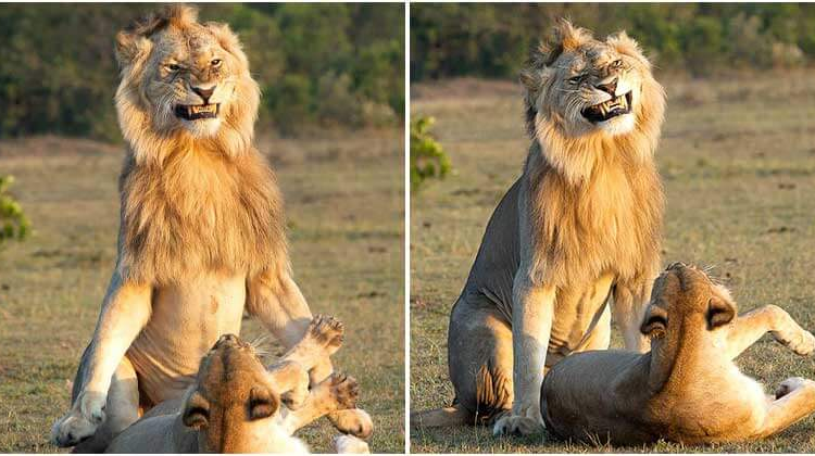 In The Maasai Mara National Reserve, A Lion Was Seen Grinning While Mating with Its Lioness
