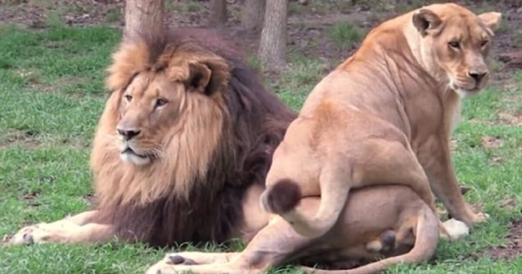 Lioness Sits on Mate in An Attempt to Attract His Attention, But He Ignores Her