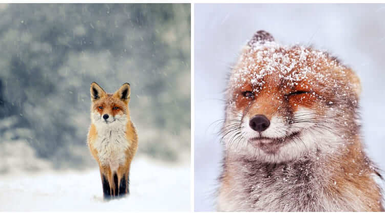Photographer’s Stunning Pictures Of Wild Fox Losing It With Joy Under The Snow