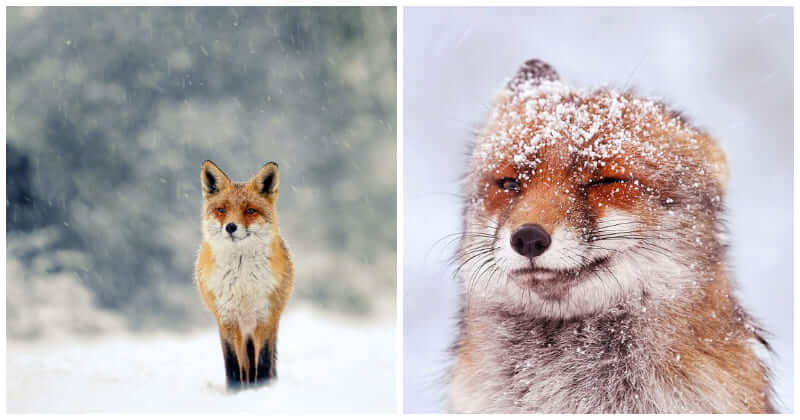 Photographer’s Stunning Pictures Of Wild Fox Losing It With Joy Under The Snow