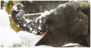 The Scene That Melted Millions Of Hearts: Elephant Lost It With Joy While Playing In Snow