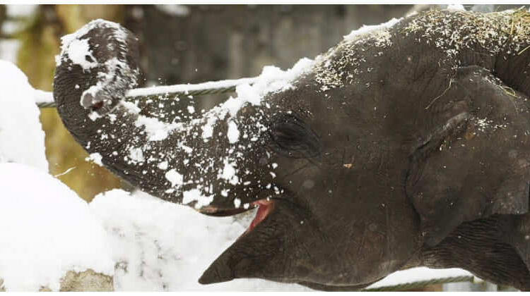 The Scene That Melted Millions Of Hearts: Elephant Lost It With Joy While Playing In Snow
