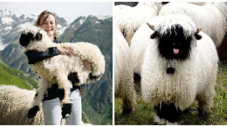 Valais Blacknose Sheep - The Cutest Sheep in the World That Will Melt Your Heart