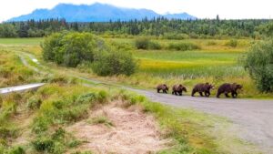 The sweet bear family spotted in Katmai National Park and Preserve. (Photo: Zaz Ouille)