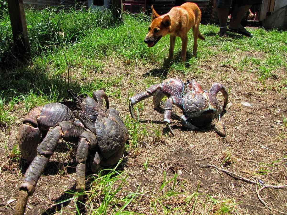 Meet The World’s Largest Land Crab That May Have Eaten Amelia Earhart Alive