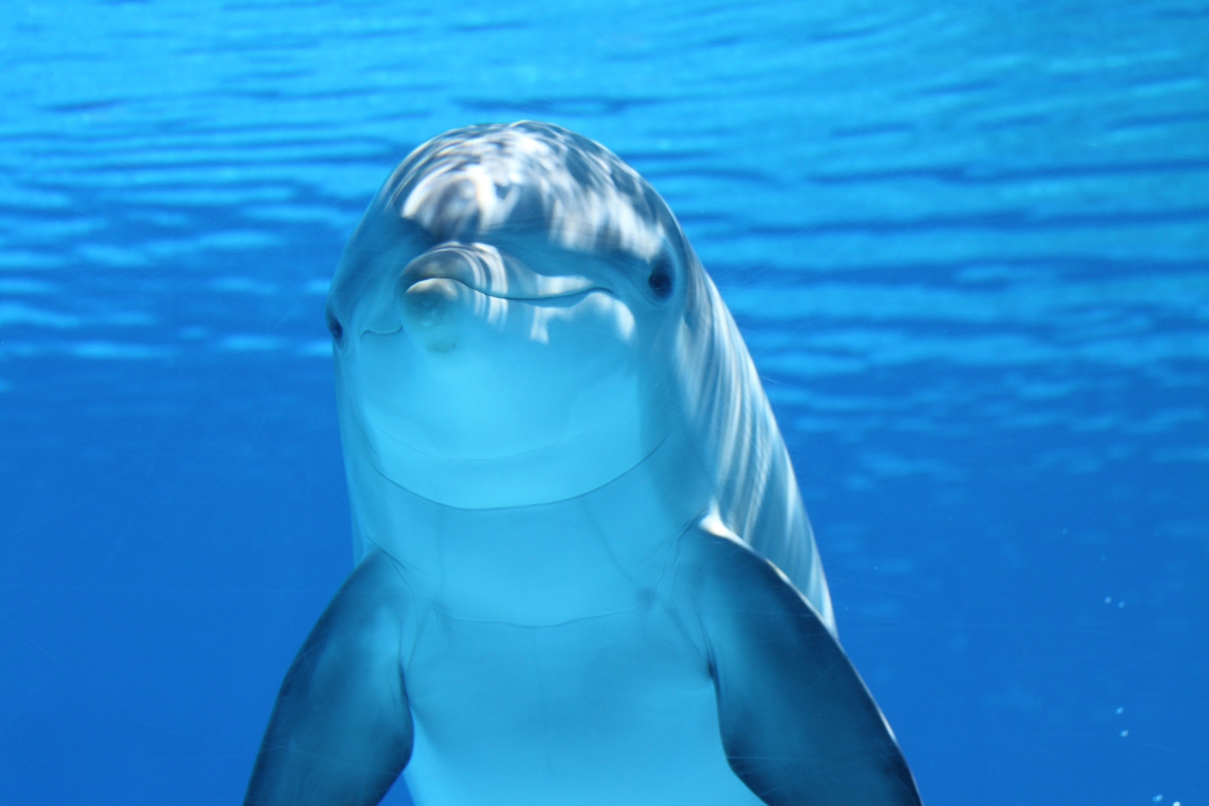 Dolphins The Misunderstood Smiling Sea Creatures