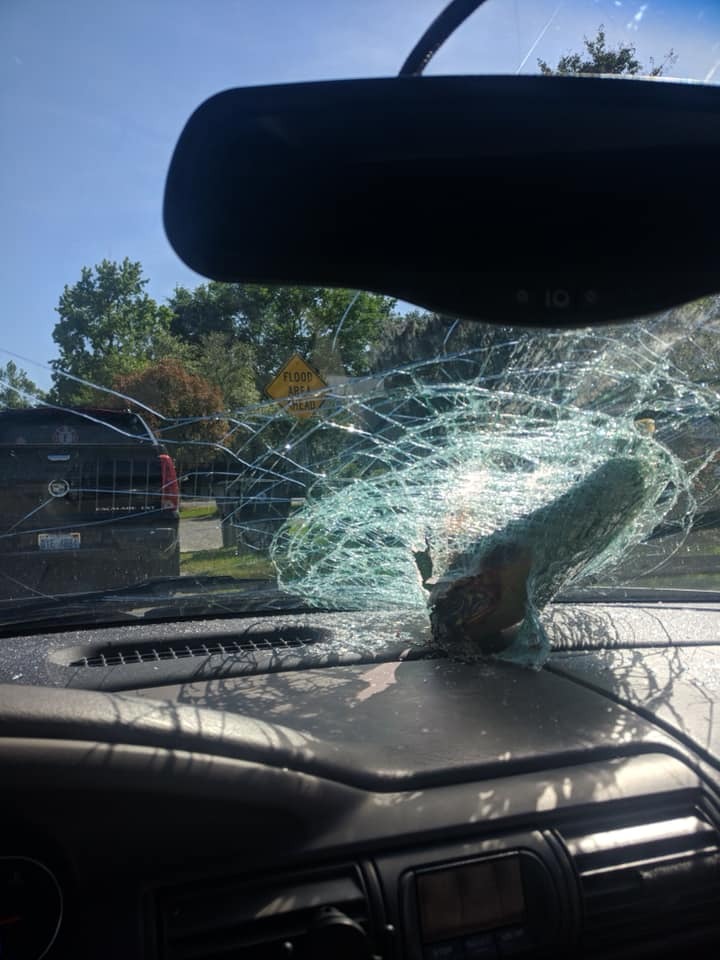 Unusual accident: Turtle crashes through car window and nearly ...